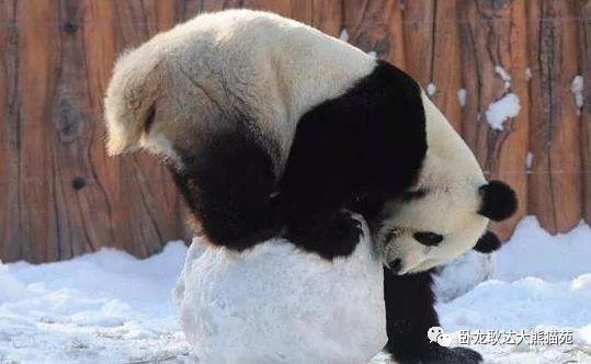 看卧龙熊猫 鹧鸪山戏雪 送道解都江堰实景表演