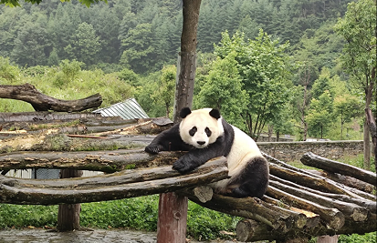 中华大熊猫苑爱心体验活动
